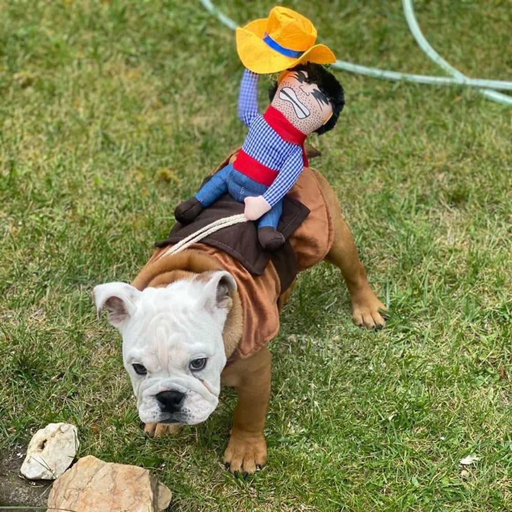 Funny & Creative Pet  Outfits
